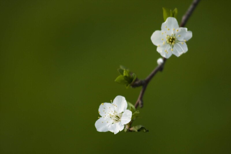 White blossoms on a branch