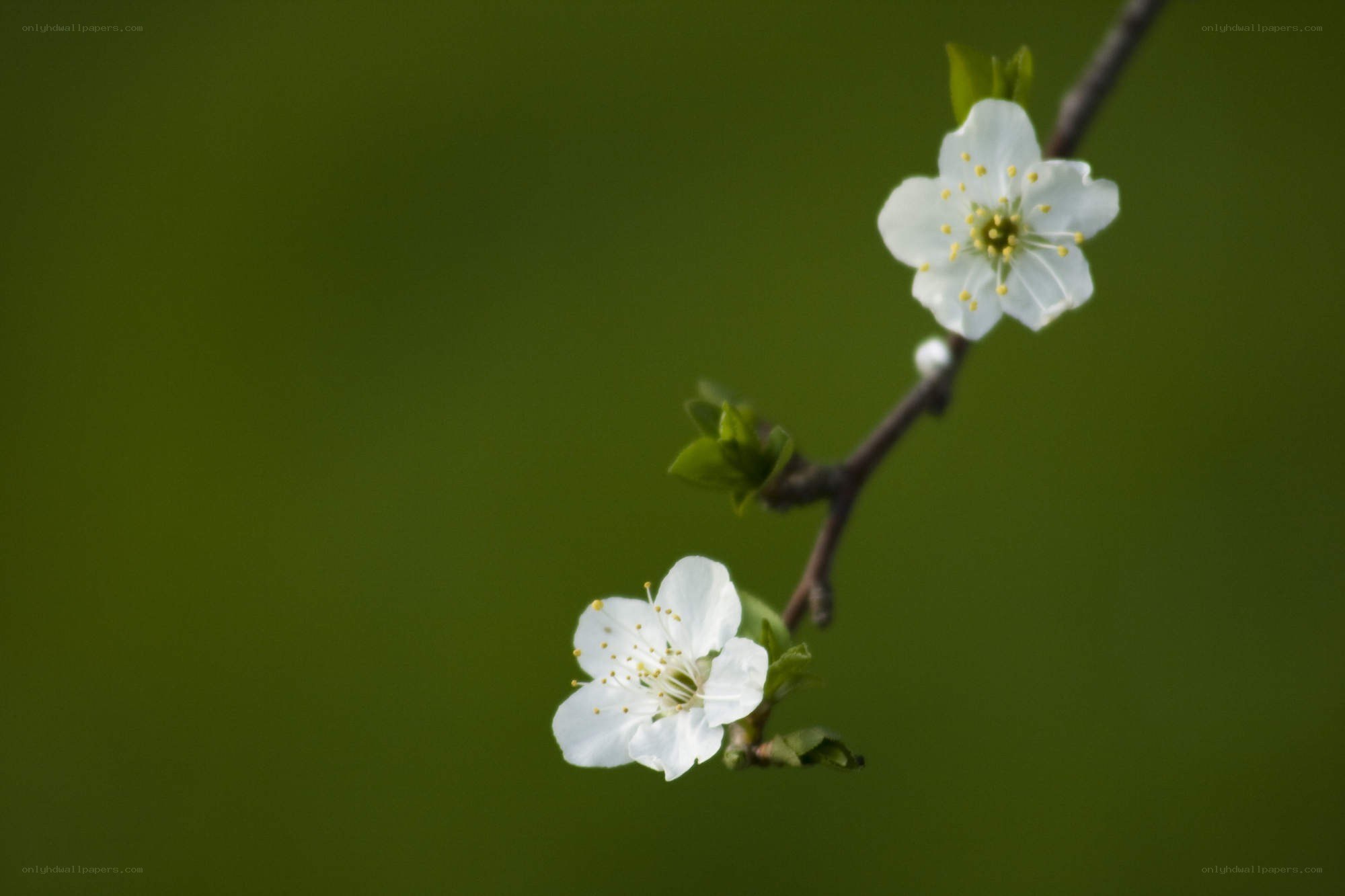 White blossoms on a branch