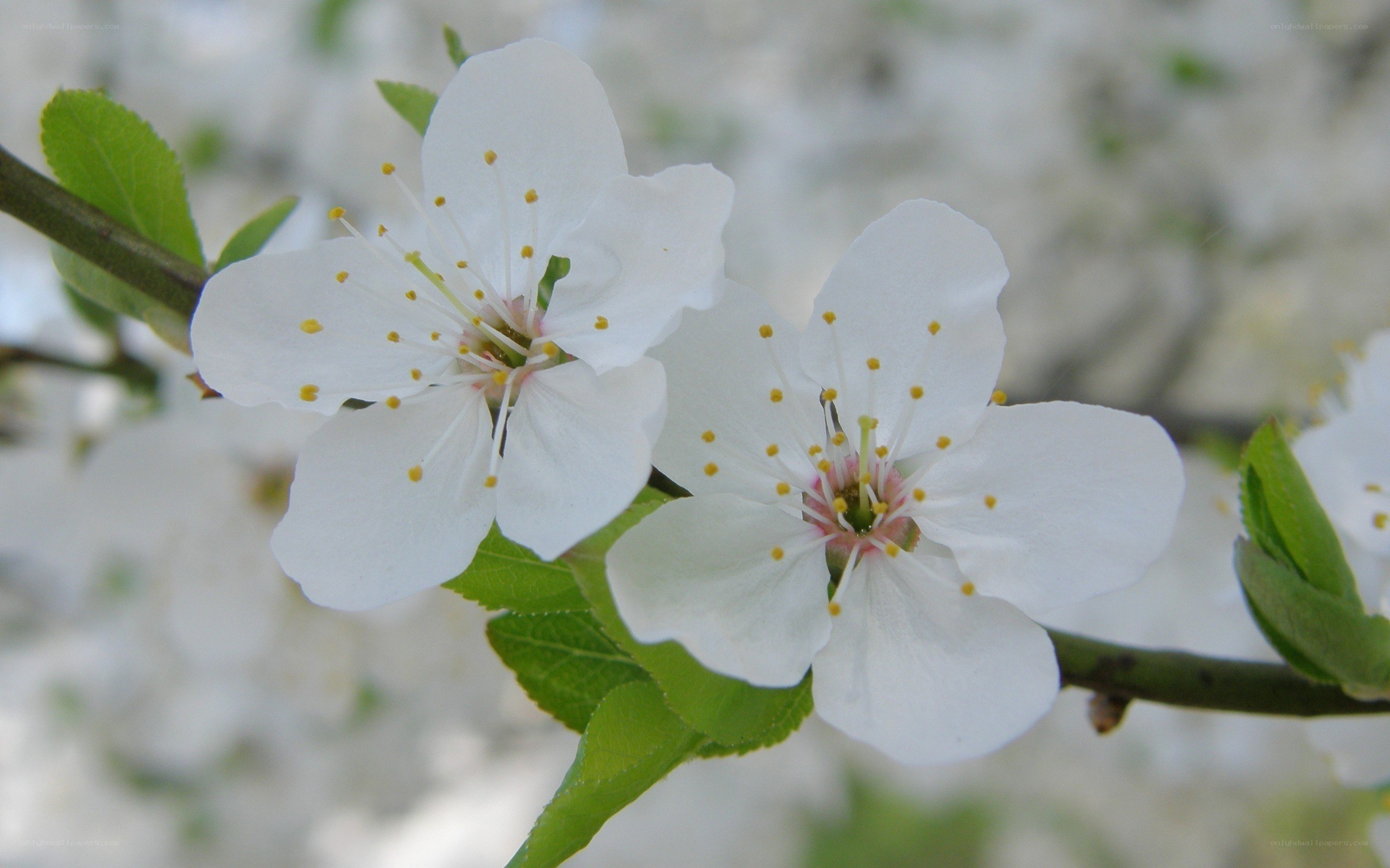 white blossoms on a branch