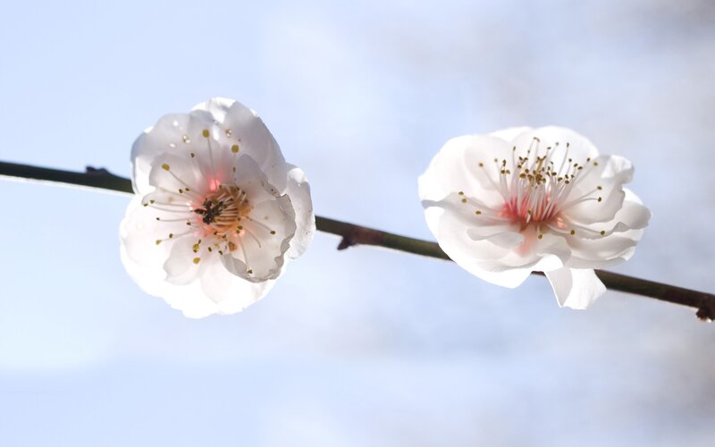 White blossoms on a branch