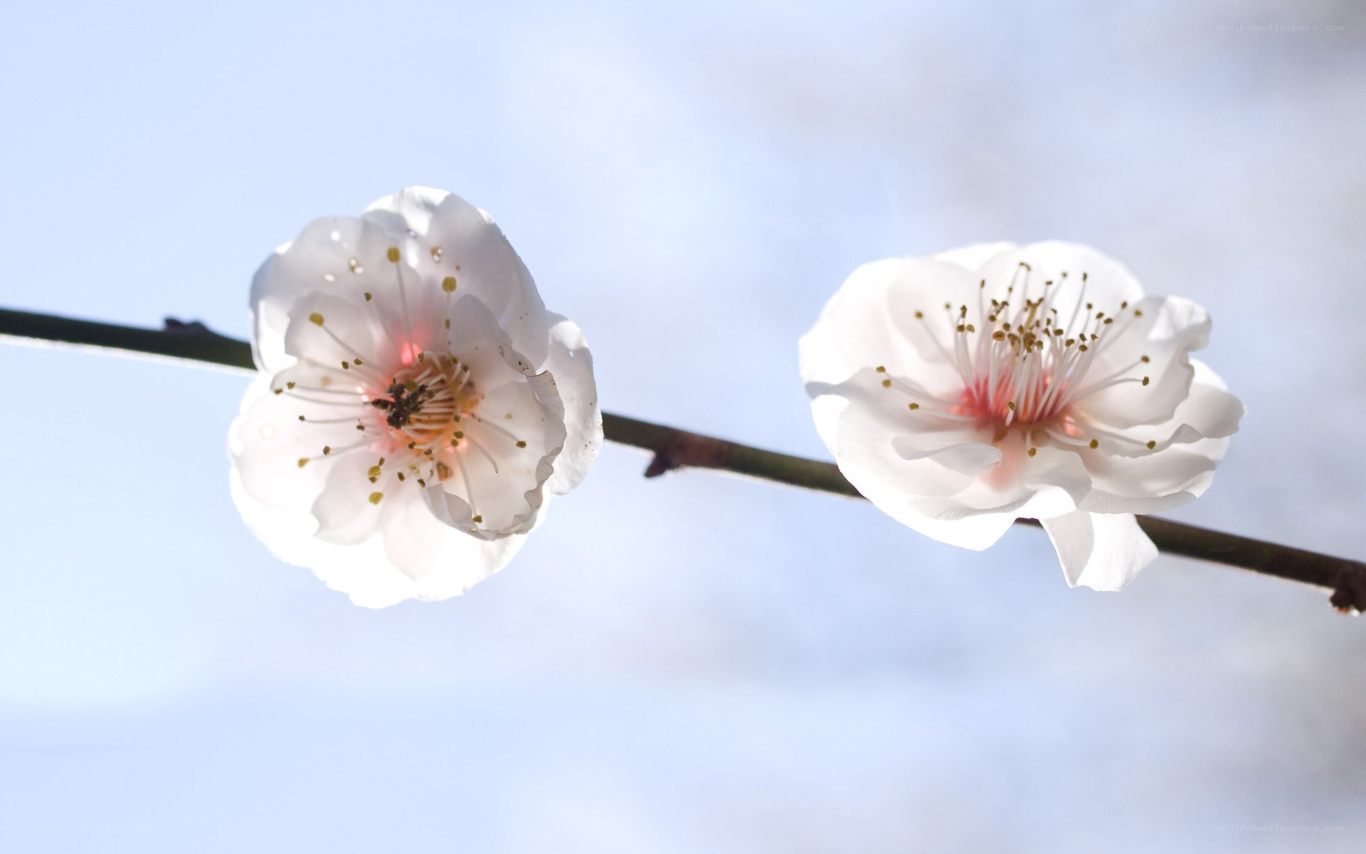 White blossoms on a branch