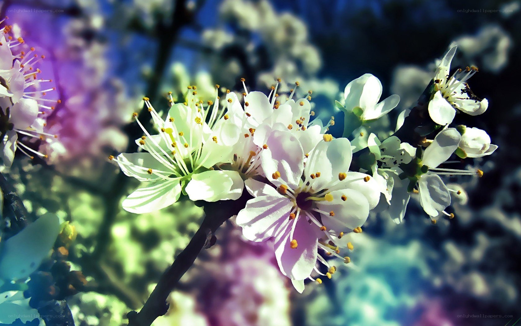 white blossoms on a branch