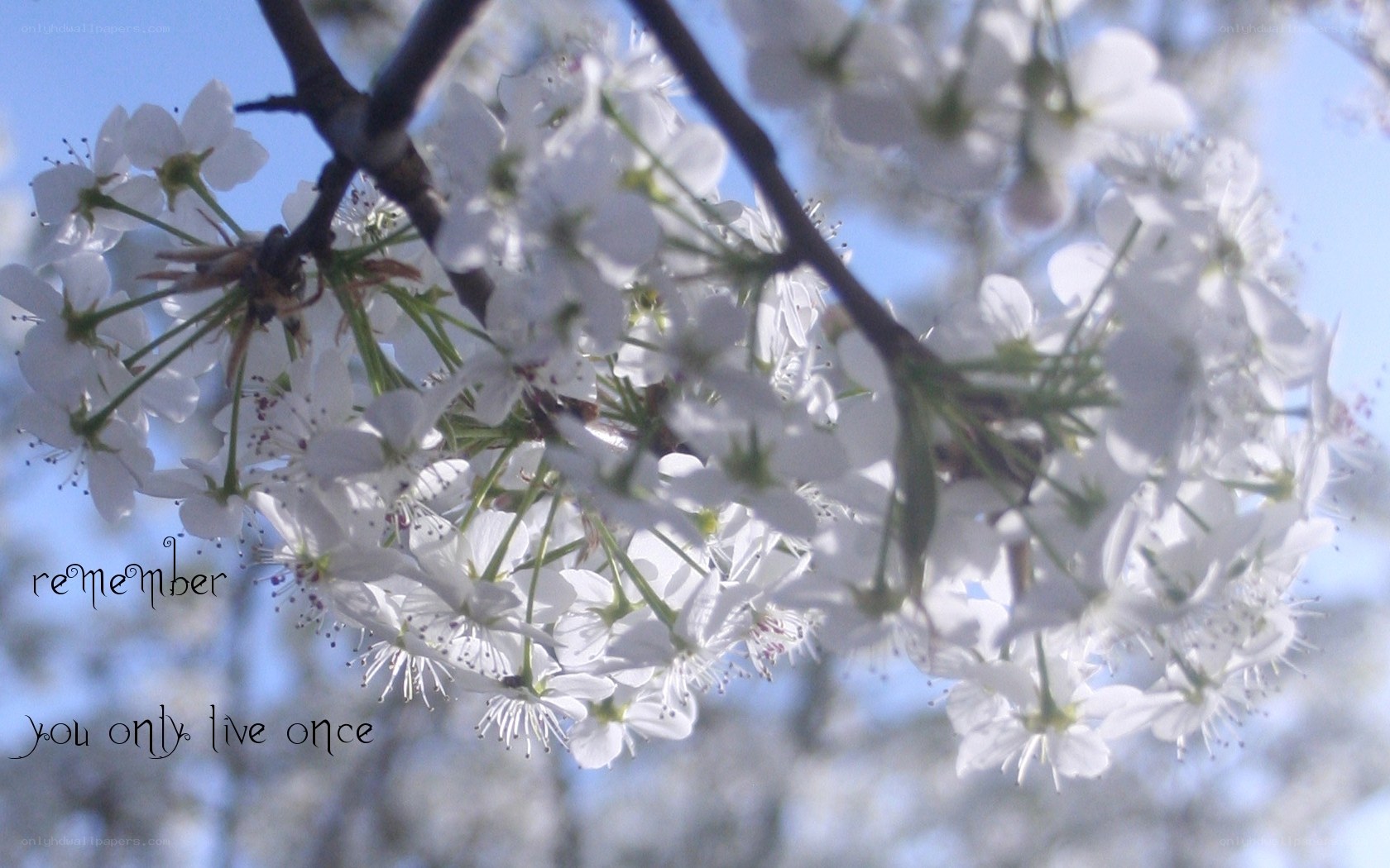 white blossoms on a branch