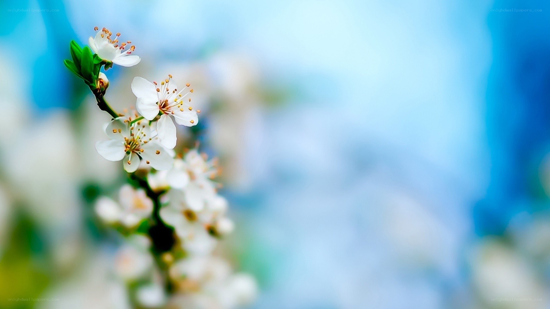 white blossoms on a branch