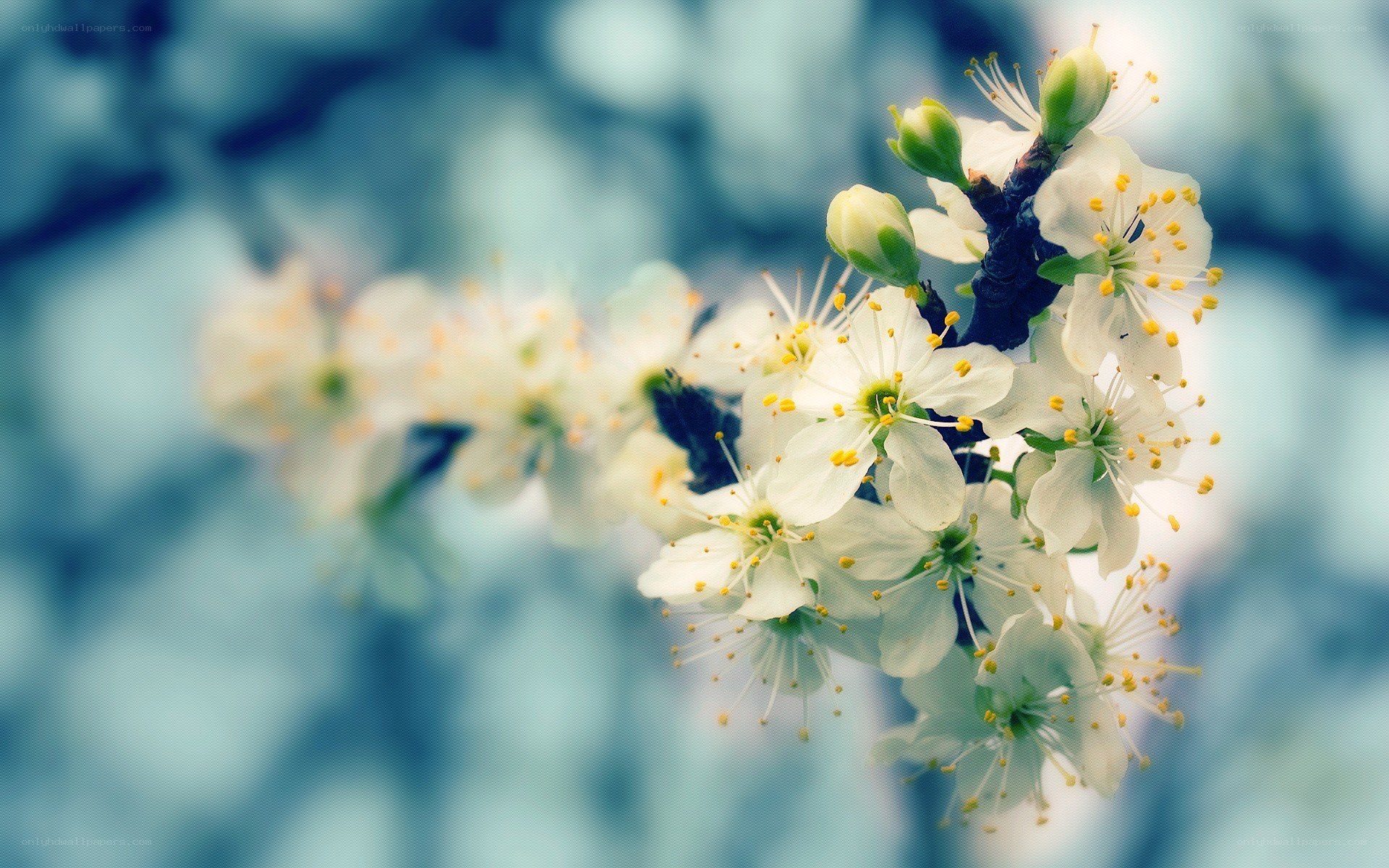 White blossoms on a branch