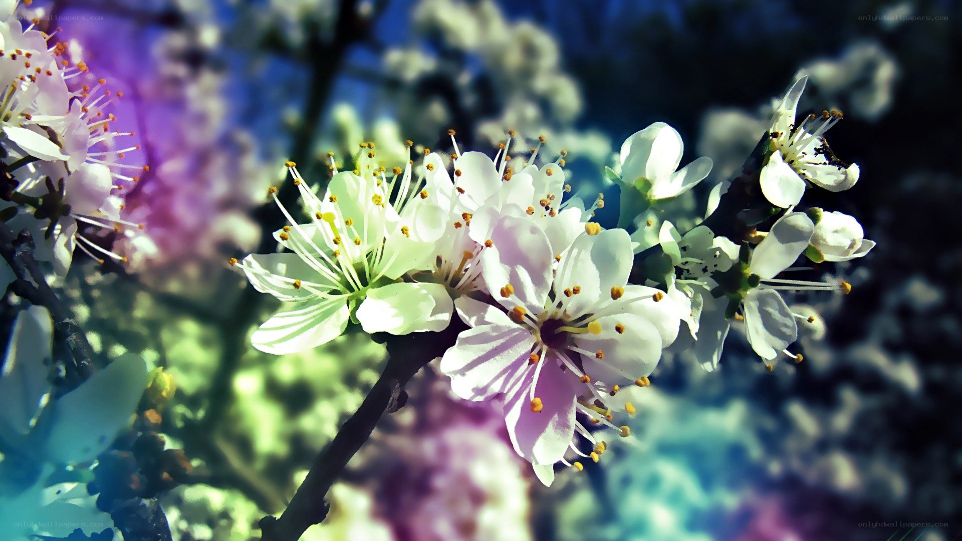 white blossoms on a branch