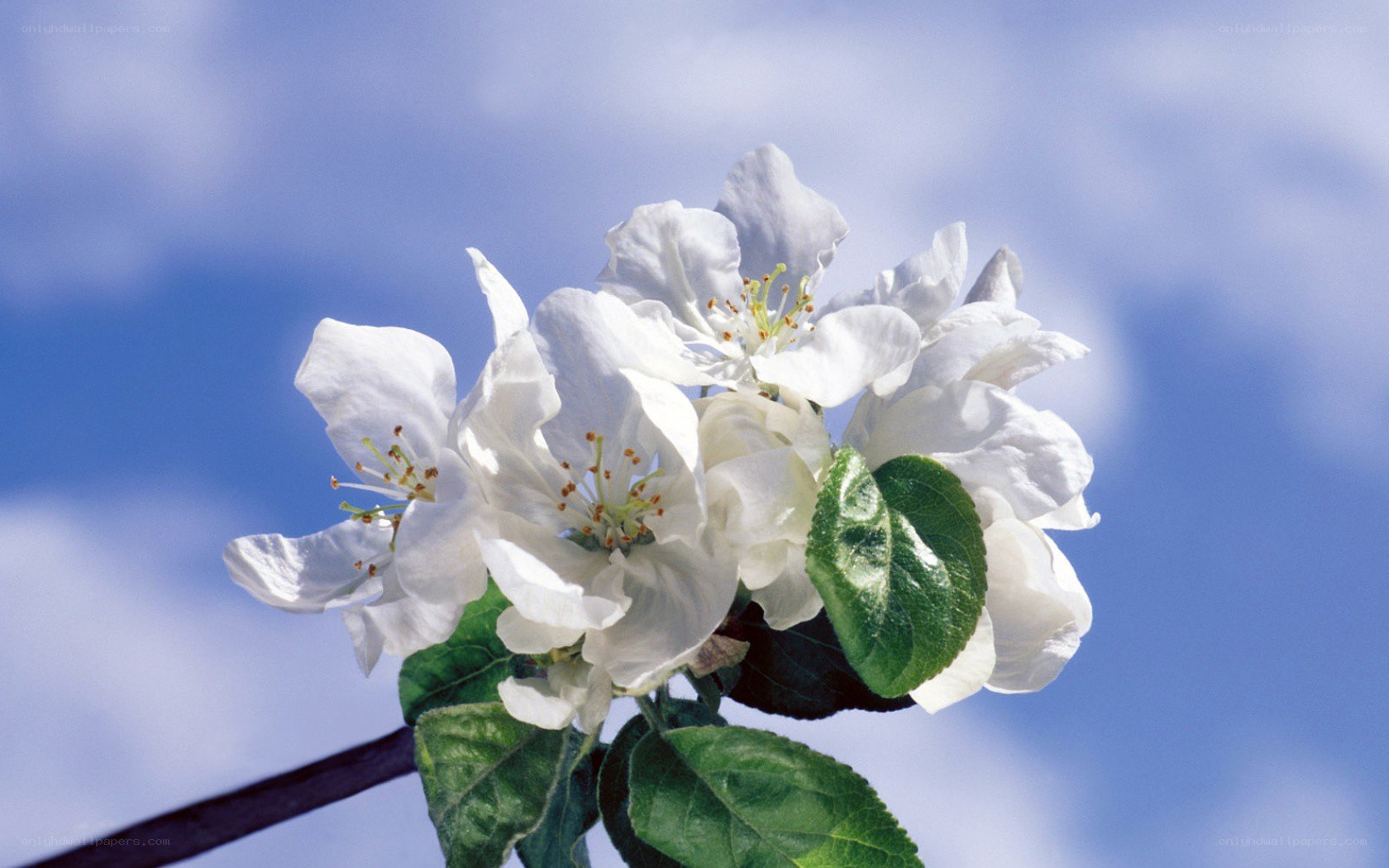 White blossoms on a branch