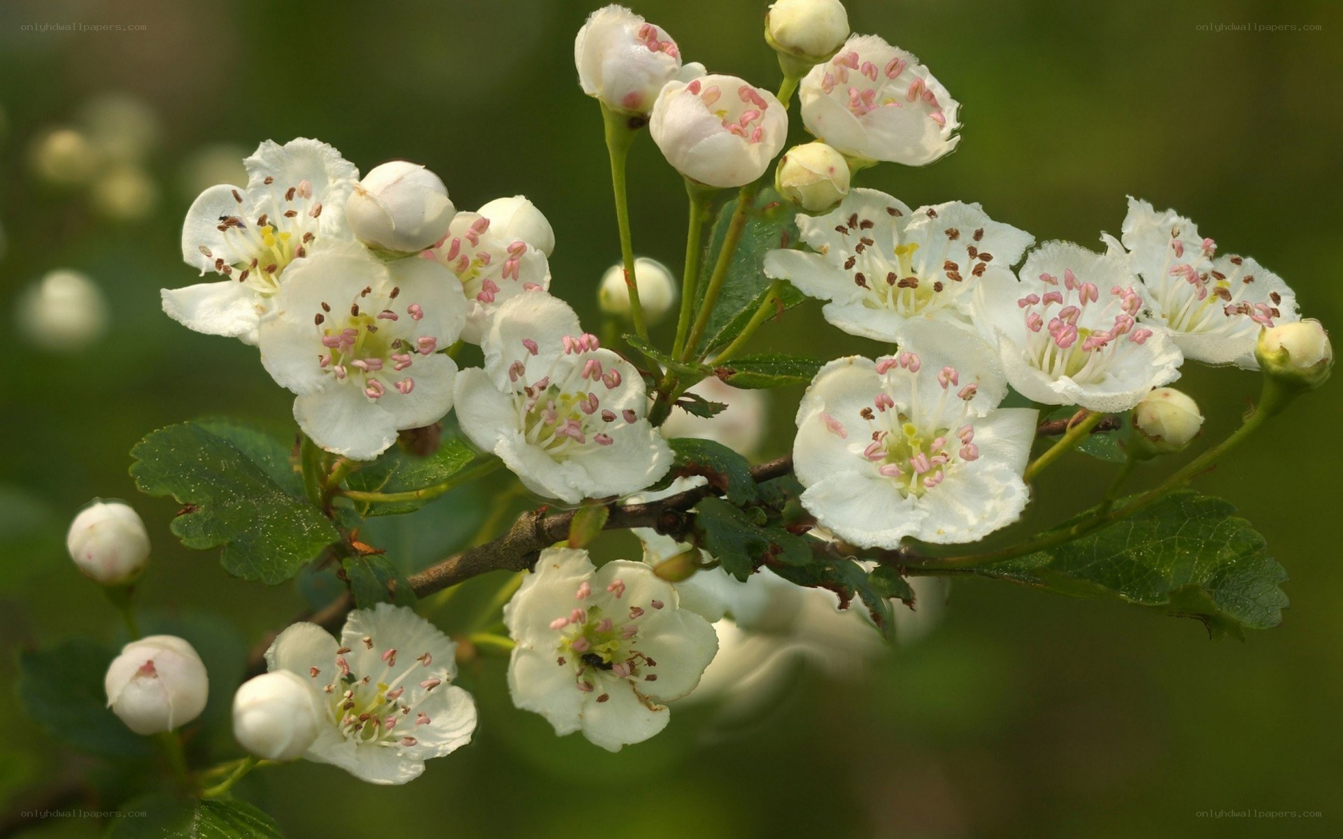 white blossoms on a branch