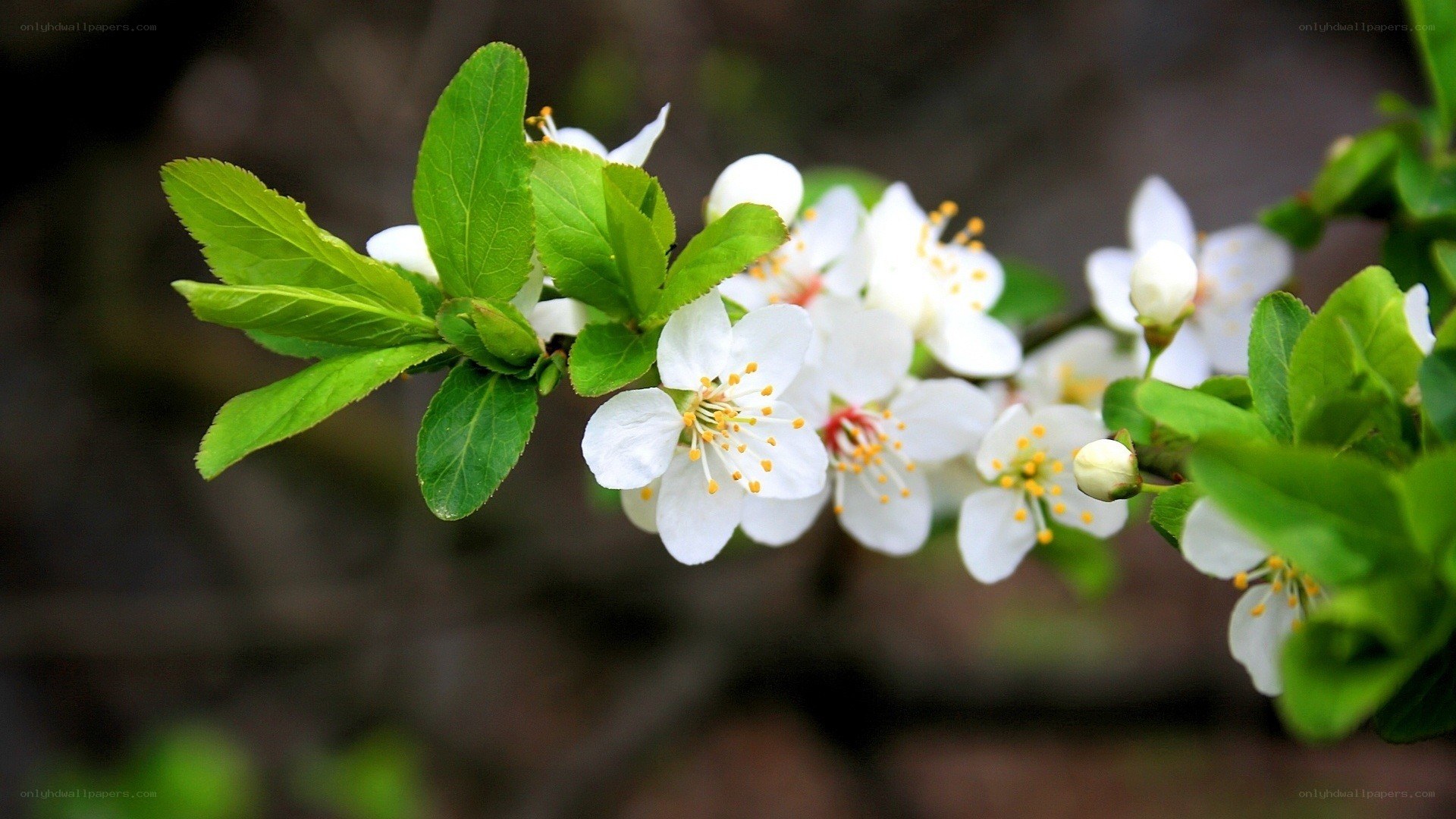 white blossoms on a branch