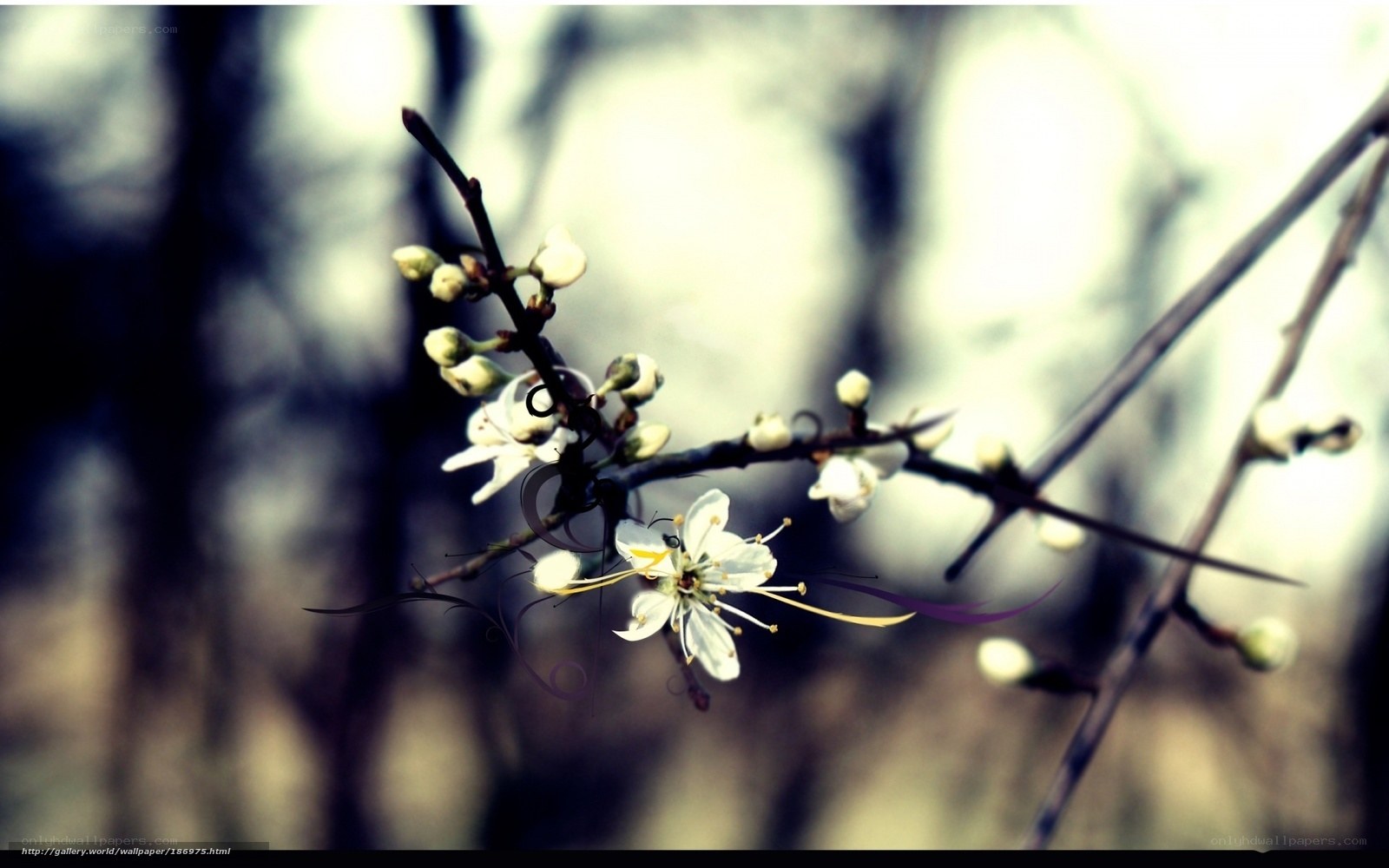 white blossoms on a branch