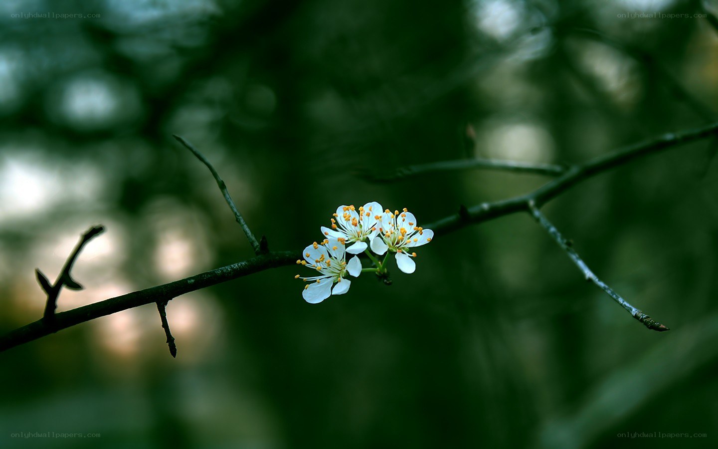 white blossoms on a branch