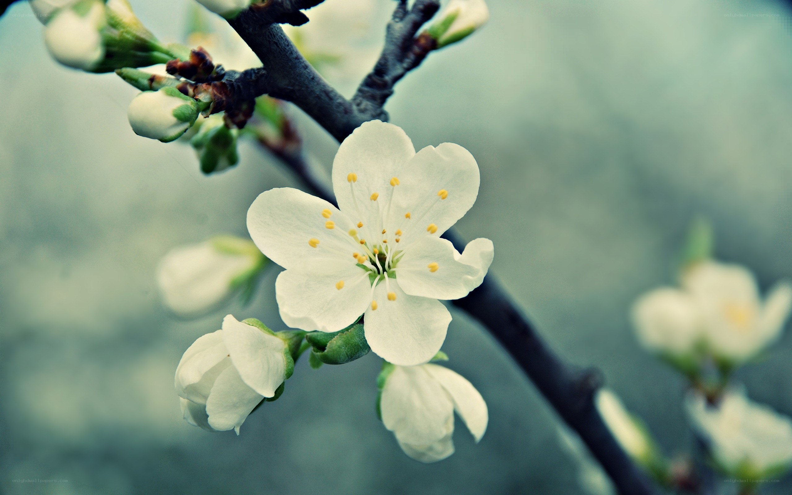 white blossoms on a branch