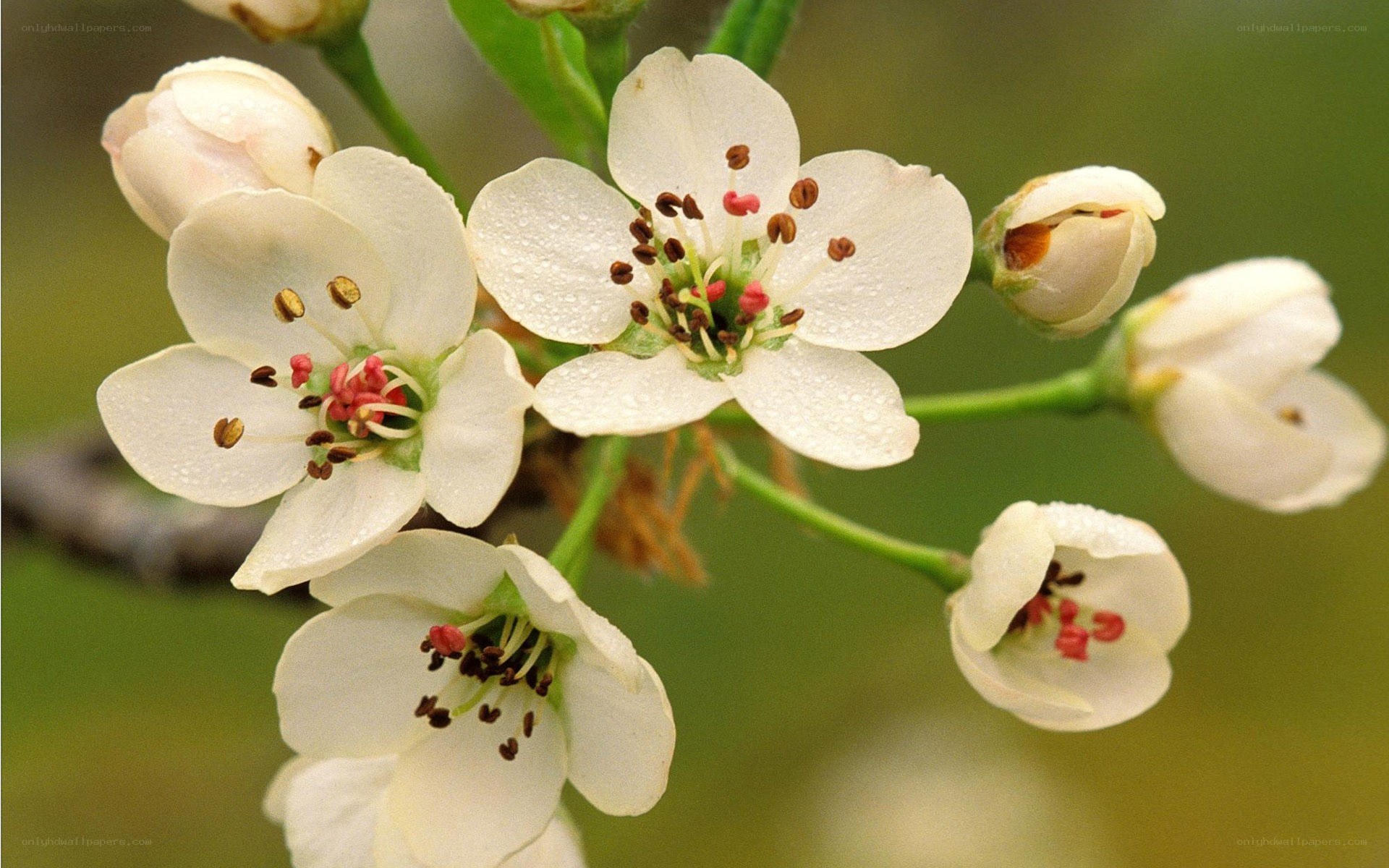 White blossoms on a branch