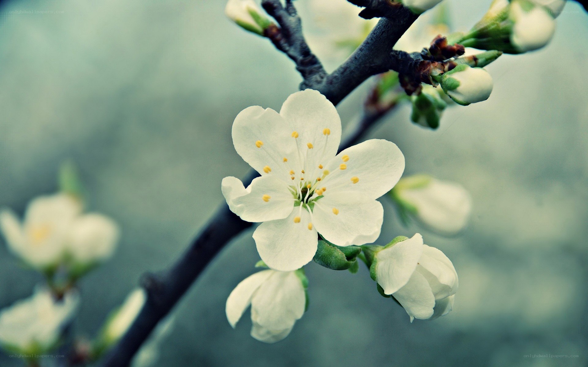 white blossoms on a branch