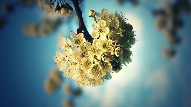 white blossoms on a branch