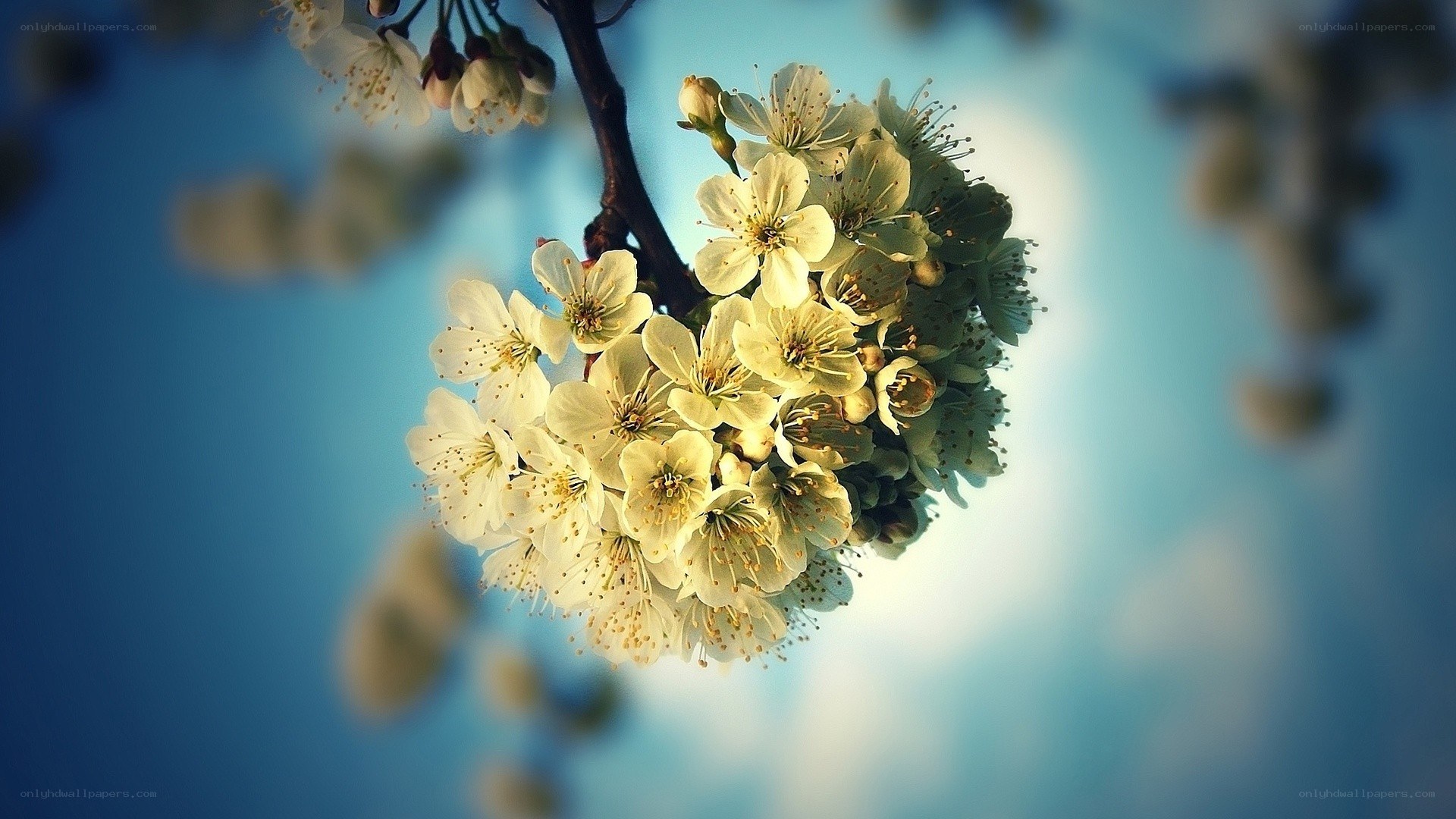 white blossoms on a branch