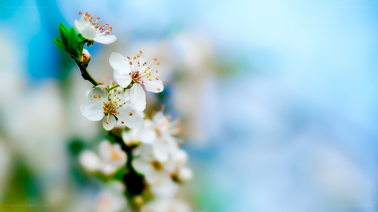 white blossoms on a branch