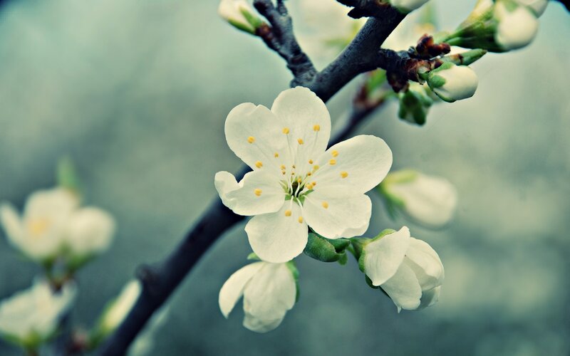white blossoms on a branch