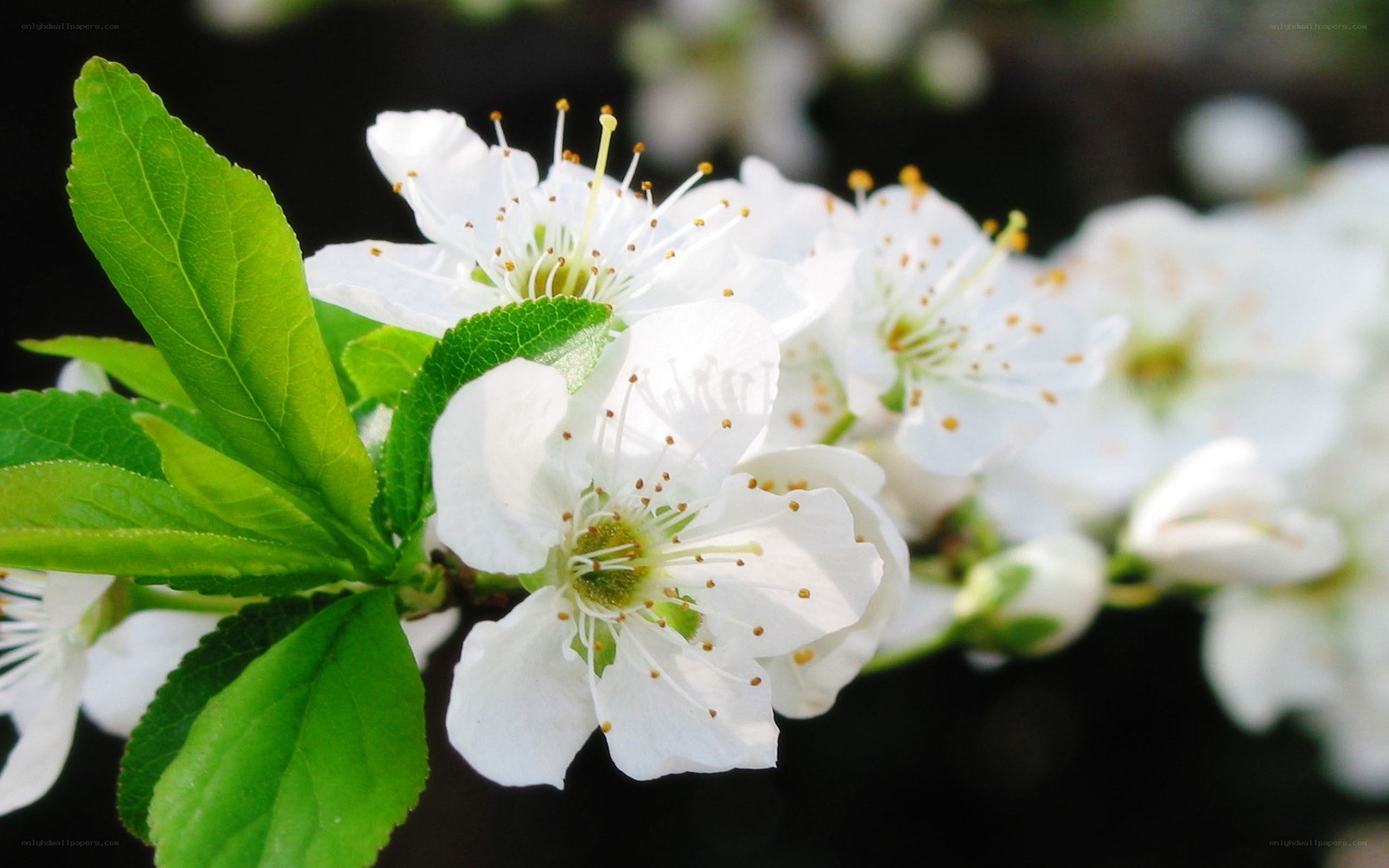 white blossoms on a branch