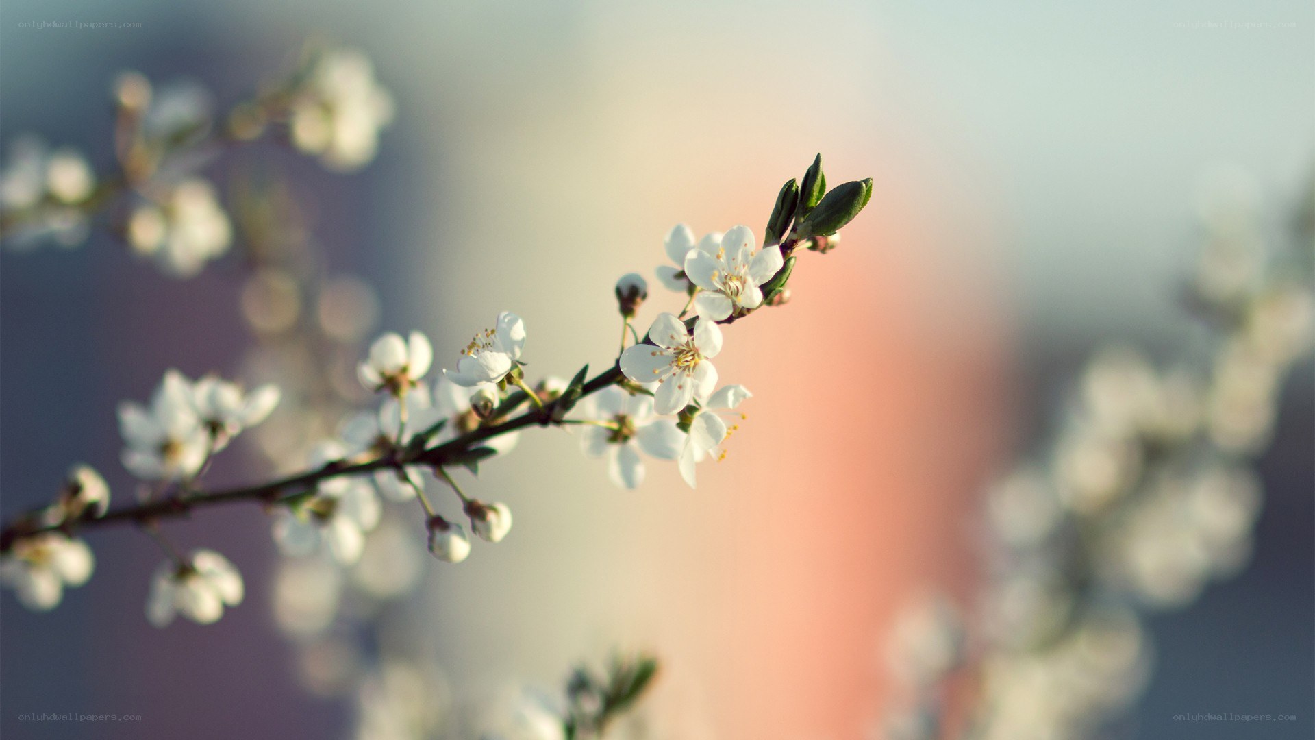 white blossoms on a branch