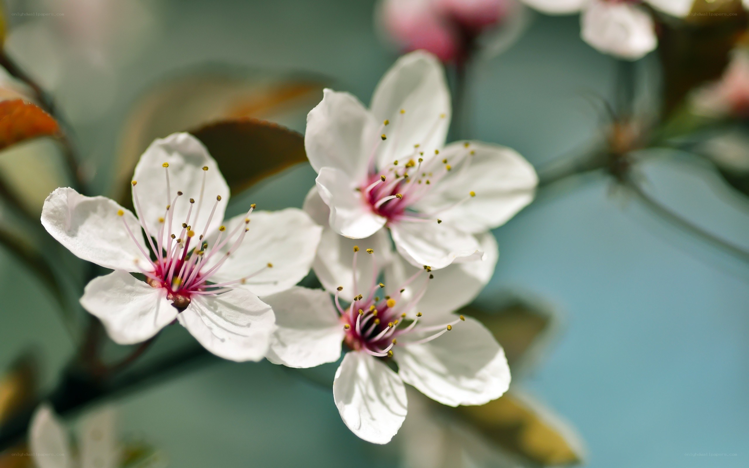 white blossoms on a branch