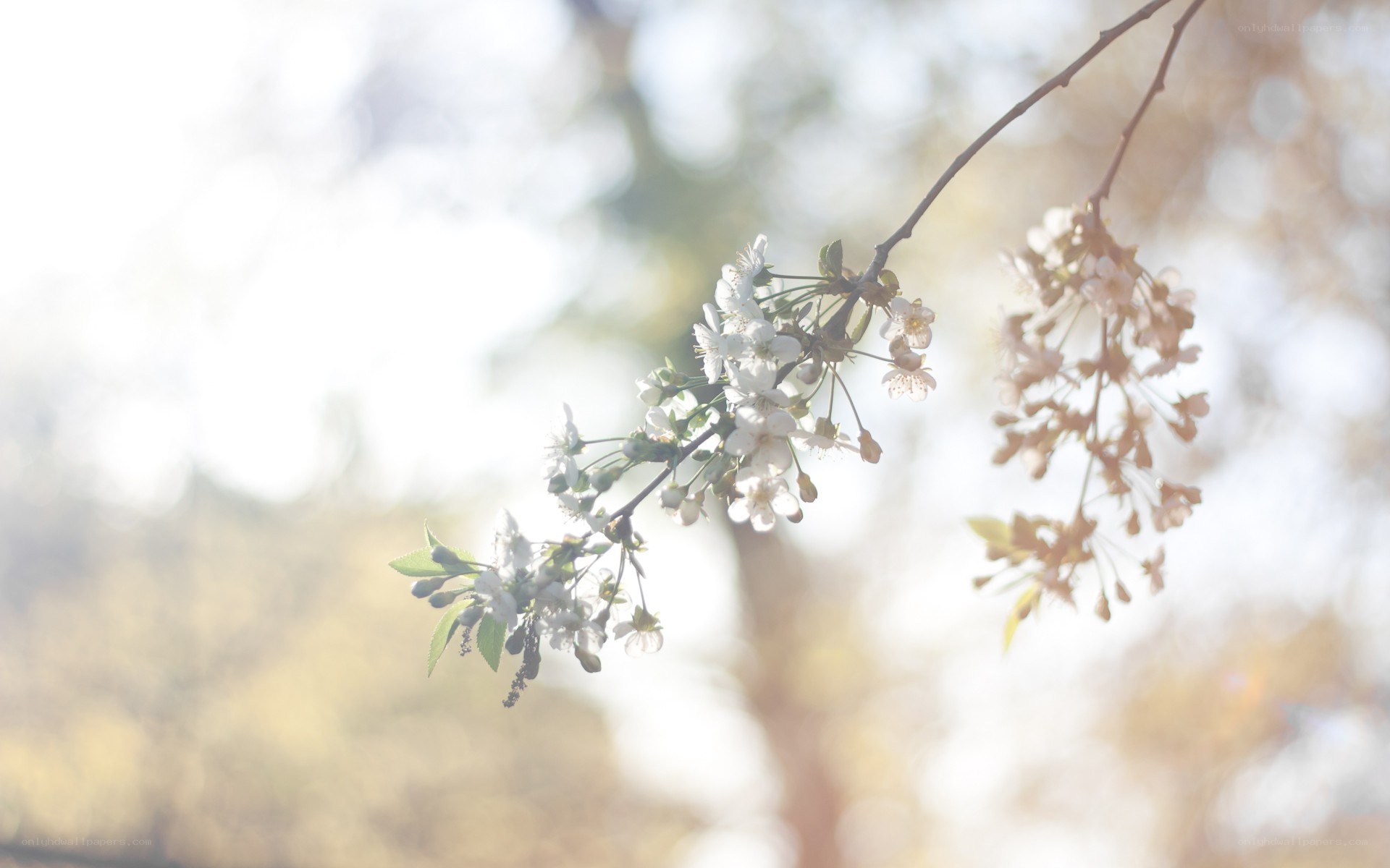 white blossoms on a branch