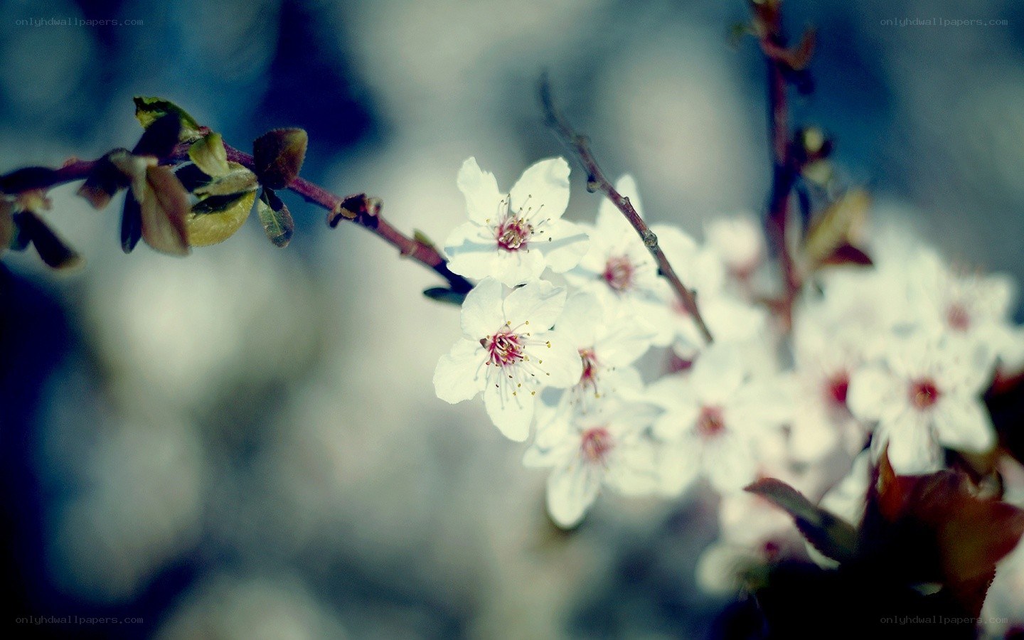 white blossoms on a branch