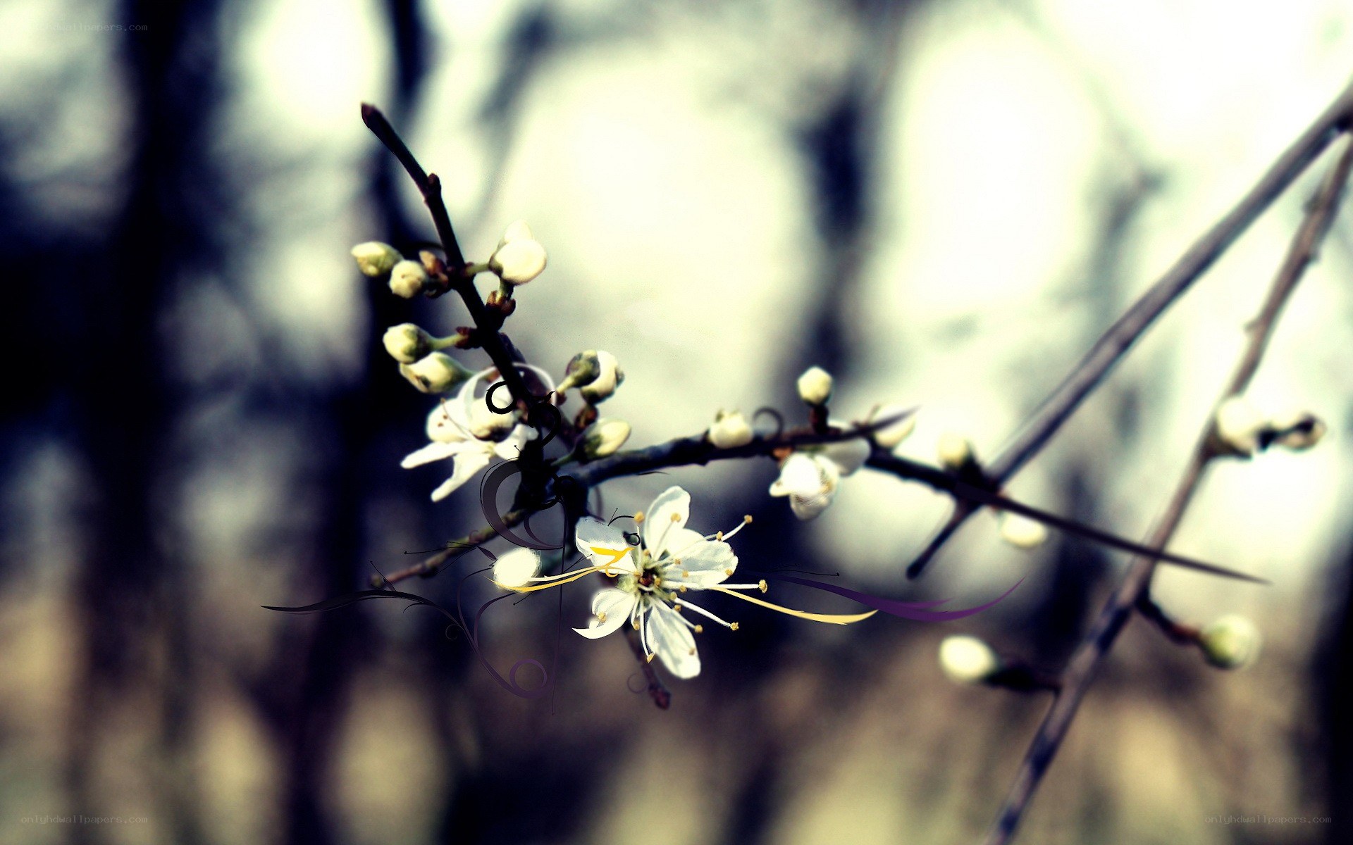 white blossoms on a branch