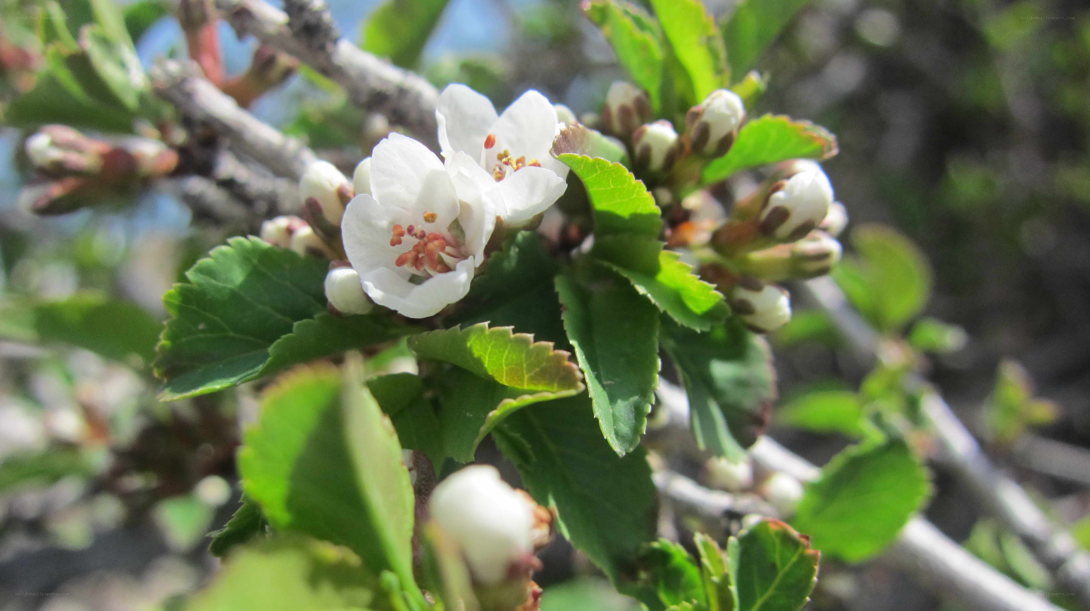 white blossoms on a branch