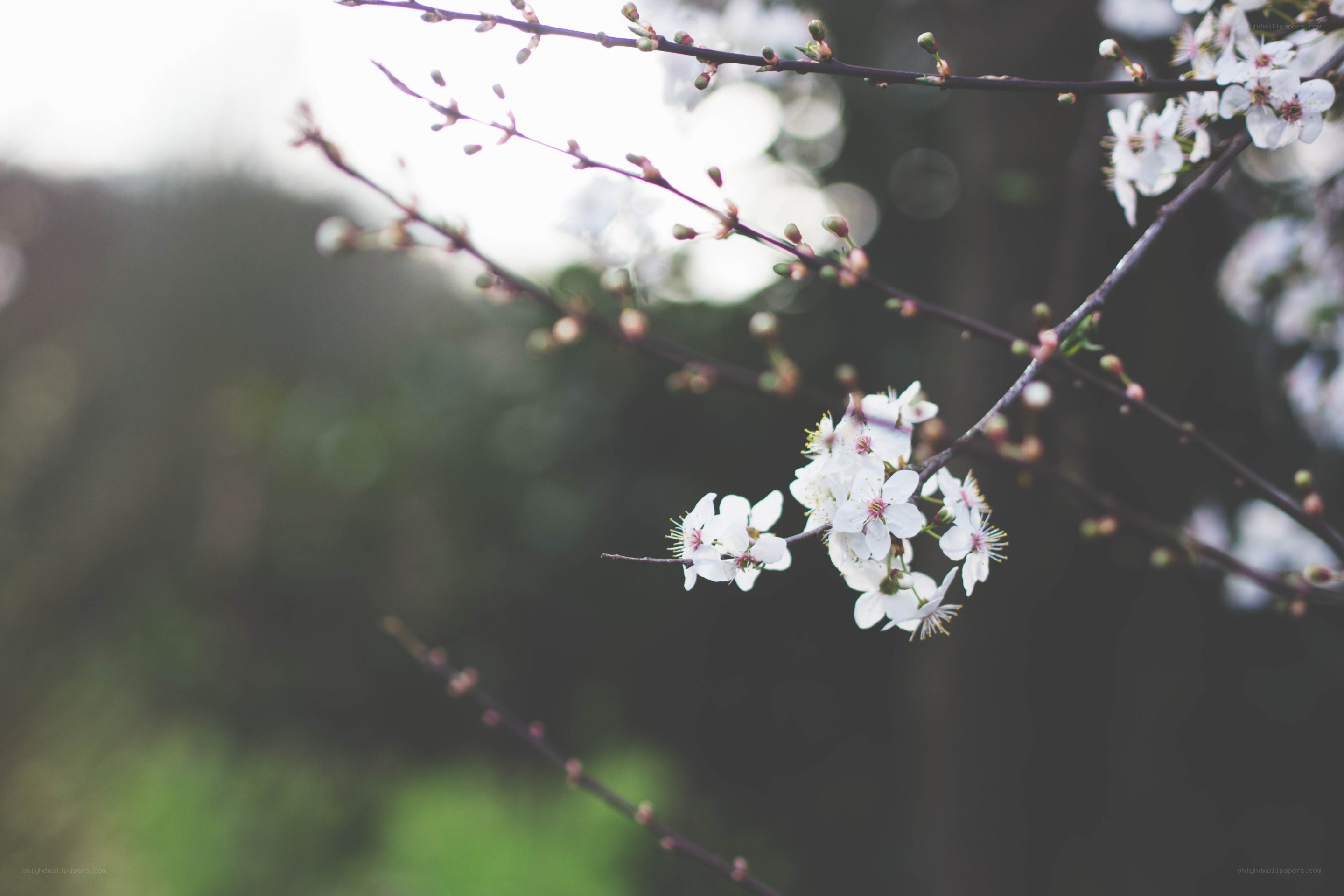 white blossoms on a branch