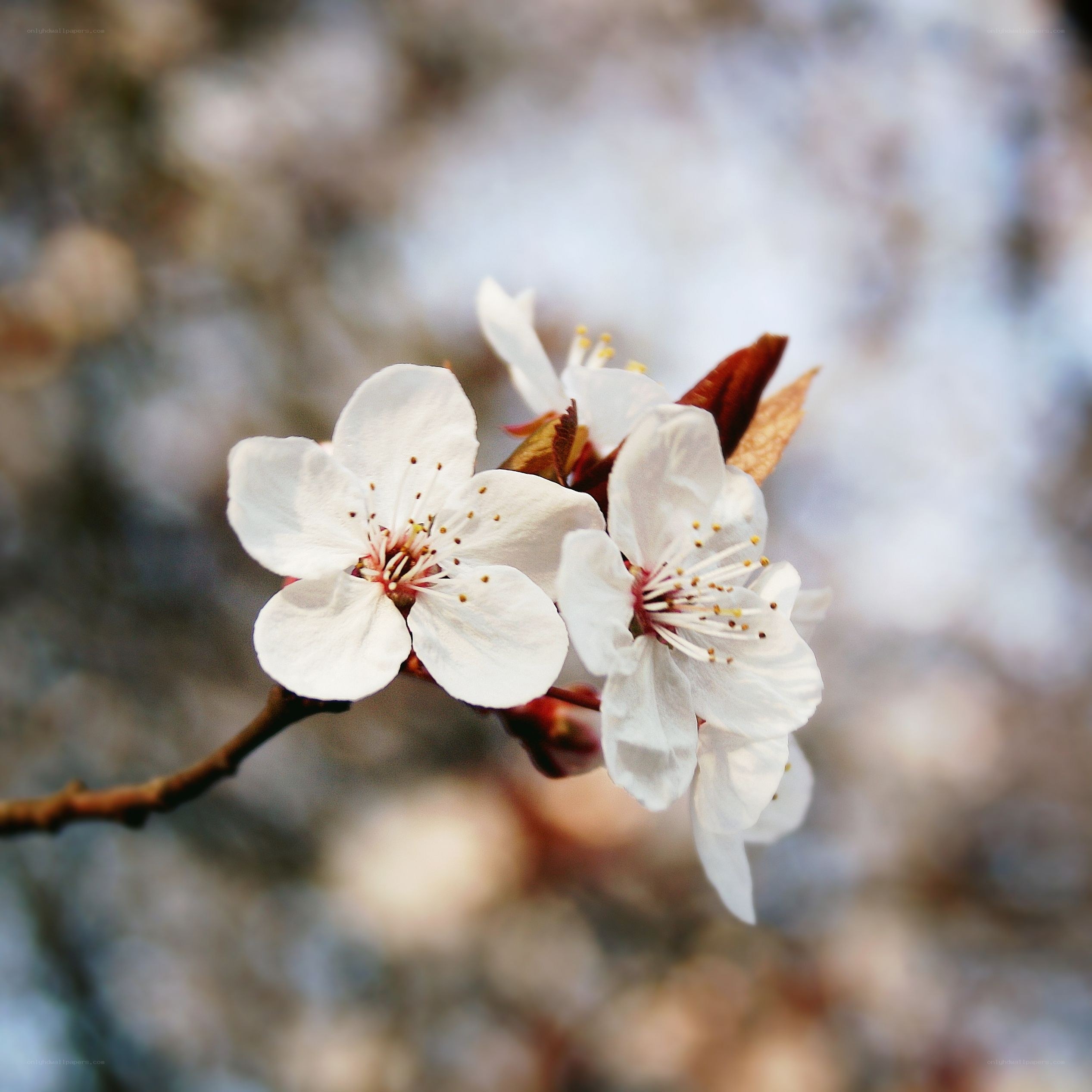 White blossoms on a branch