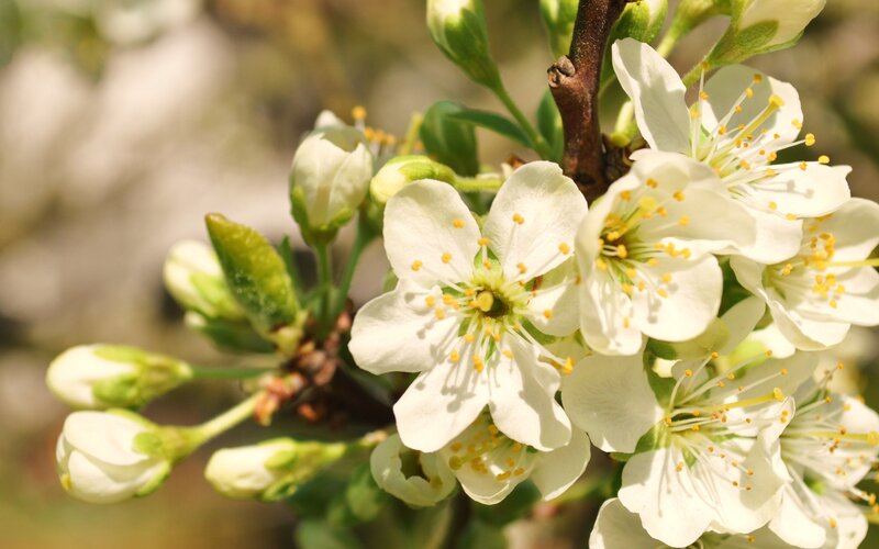 white blossoms on a branch