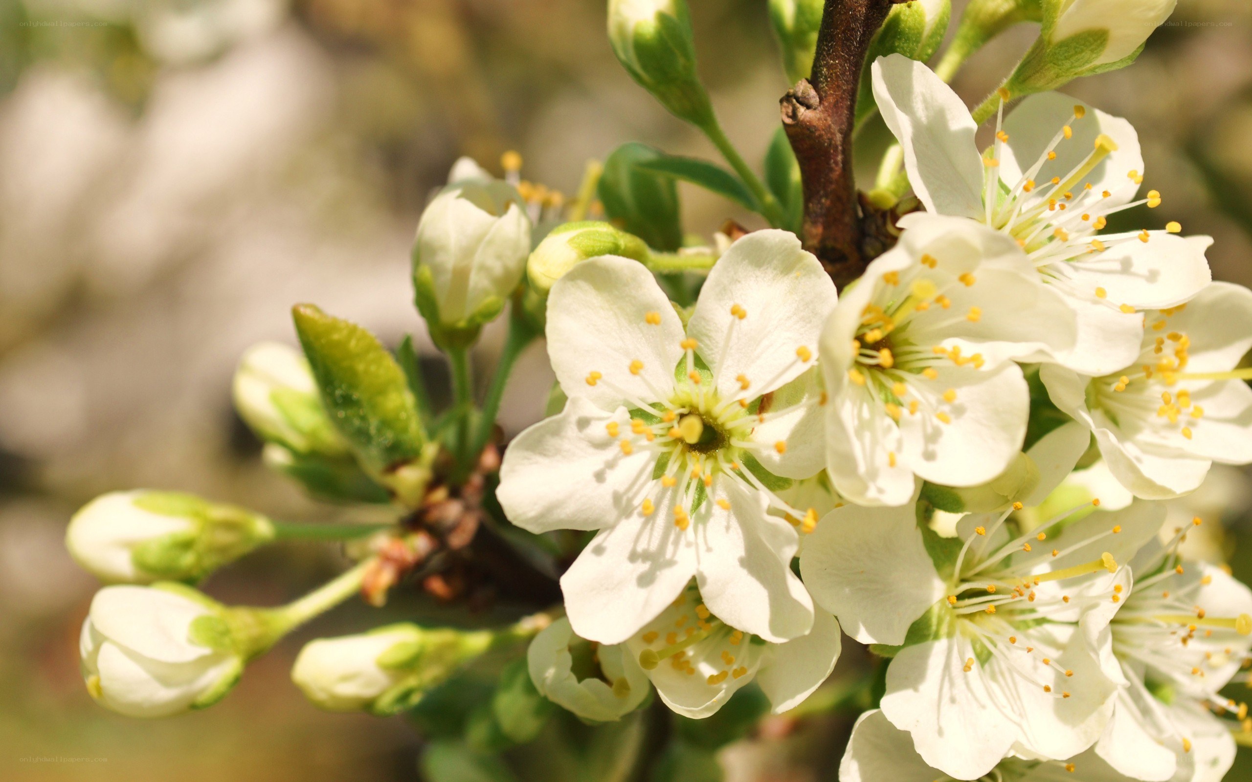 white blossoms on a branch