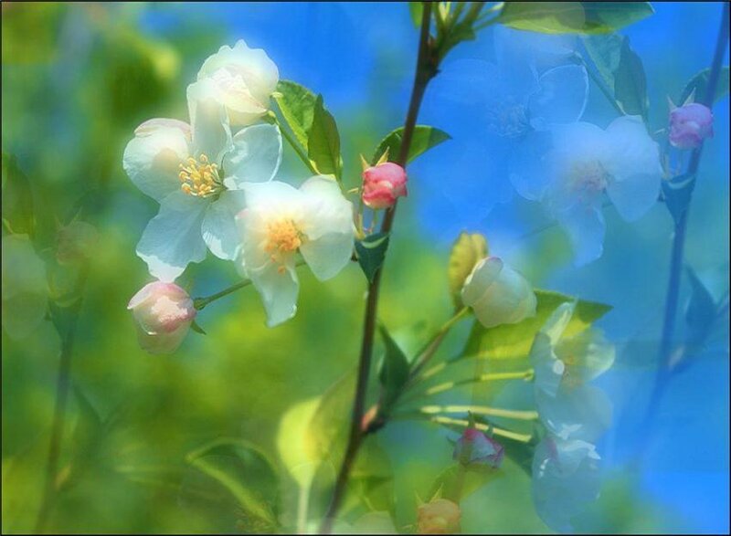 White Blossoms on a Branch — Blue, Serene
