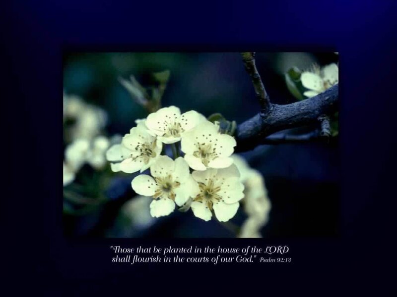 White Blossoms on a Branch — Blue