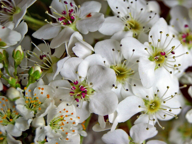 White Blossoms on a Branch — Calm, Spring, Photograph, Buds