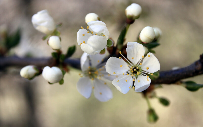 White Blossoms on a Branch — Calm, Spring, Photograph