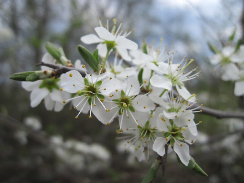 White Blossoms on a Branch — Calm