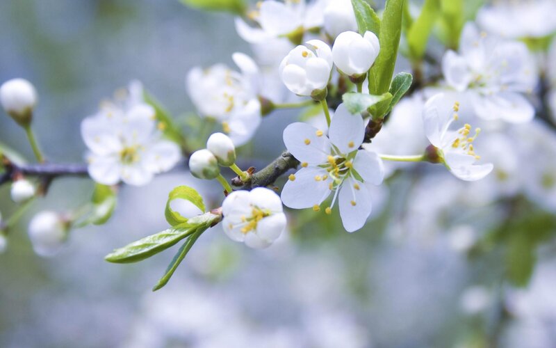 White Blossoms on a Branch — Flowers