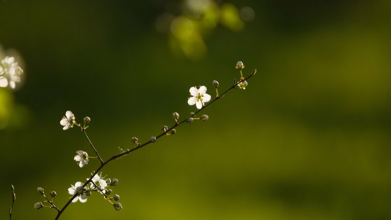 White Blossoms on a Branch — Green