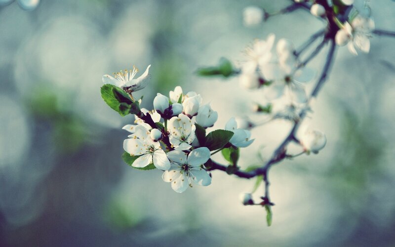 White Blossoms on a Branch — Serene, Spring, Photograph, Leaves, Flowers