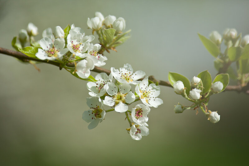 White Blossoms on a Branch — Serene, Spring, Photograph, Leaves