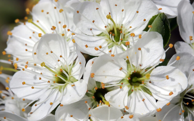 White Blossoms on a Branch — Serene, Spring, Photograph, Petals