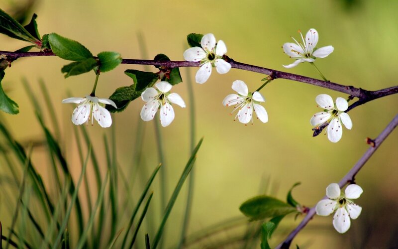 White Blossoms on a Branch — Serene, Spring, Photograph