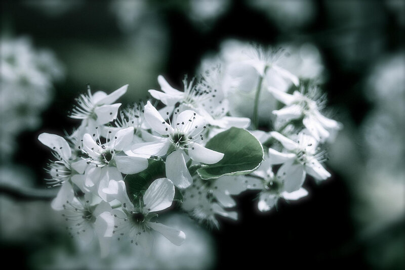White Blossoms on a Branch — Serene, Spring