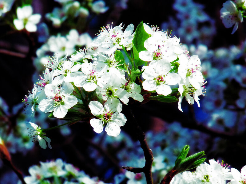 White Blossoms on a Branch — Serene