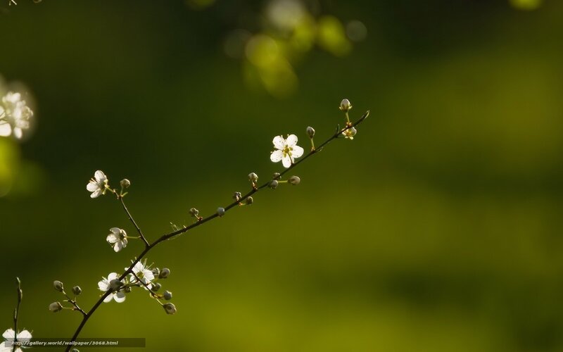 White blossoms on a branch