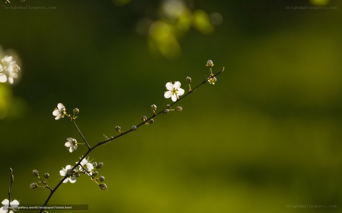 White blossoms on a branch