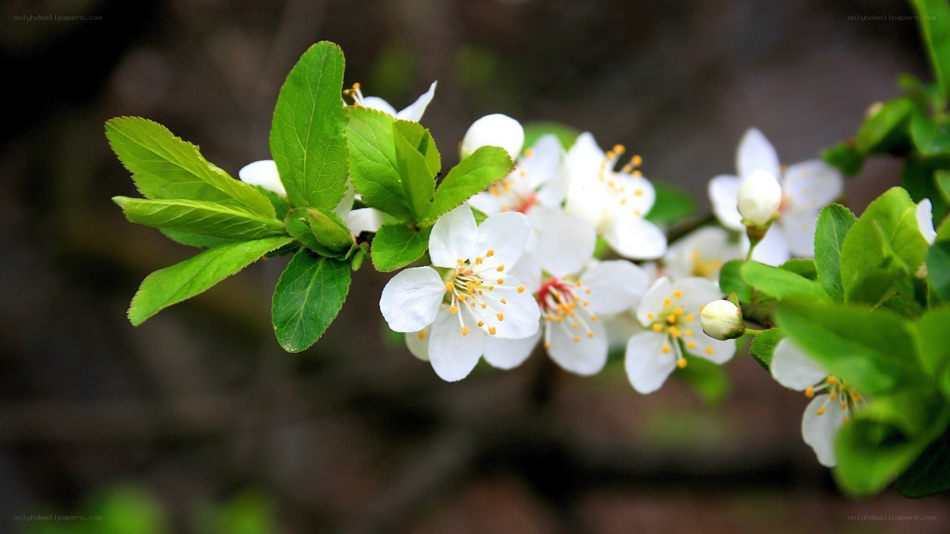 White blossoms on a green branch