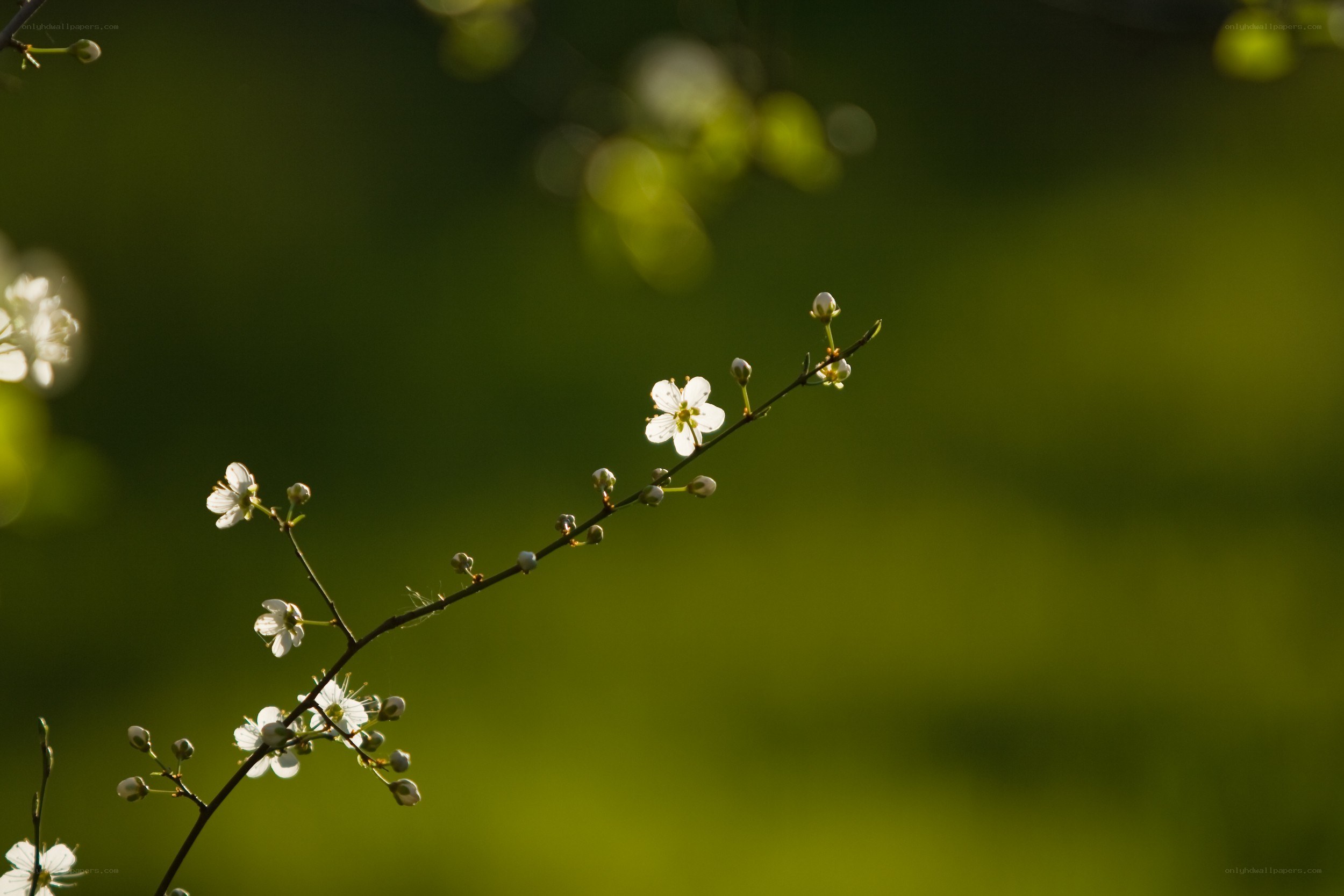 White blossoms on a green branch